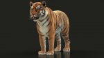 Bengal Tiger Rigged (Xgen-core) 3D Model Online
