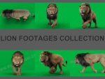 Lion 3D Model Online | Buy 3D Model Online