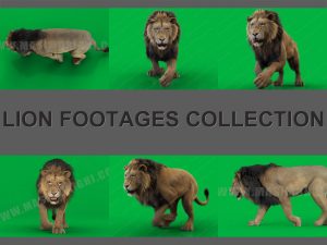 Lion 3D Model Online | Buy 3D Model Online