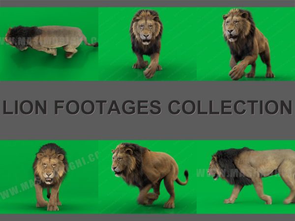 Lion 3D Model Online | Buy 3D Model Online
