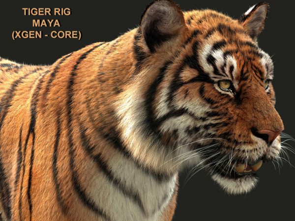Bengal Tiger Rigged (Xgen-core) 3D Model Online