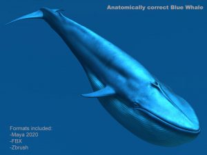 Buy Blue Whale 3D Model Online
