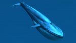 Buy Blue Whale 3D Model Online