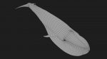 Buy Blue Whale 3D Model Online