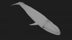 Buy Blue Whale 3D Model Online