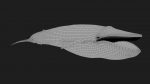 Buy Blue Whale 3D Model Online