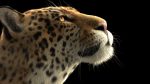 Jaguar RIG (Xgen-core) 3D Model Online