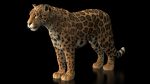 Jaguar RIG (Xgen-core) 3D Model Online