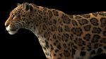 Jaguar RIG (Xgen-core) 3D Model Online