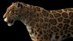 Jaguar RIG (Xgen-core) 3D Model Online