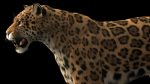 Jaguar RIG (Xgen-core) 3D Model Online
