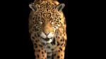 Jaguar RIG (Xgen-core) 3D Model Online