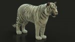 White Bengal Tiger Rigged (Xgen-core) 3D Model Online