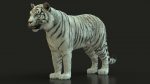 White Bengal Tiger Rigged (Xgen-core) 3D Model Online