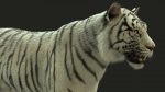 White Bengal Tiger Rigged (Xgen-core) 3D Model Online