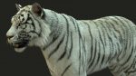 White Bengal Tiger Rigged (Xgen-core) 3D Model Online