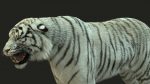 White Bengal Tiger Rigged (Xgen-core) 3D Model Online