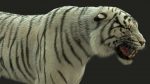 White Bengal Tiger Rigged (Xgen-core) 3D Model Online