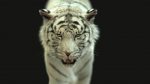 White Bengal Tiger Rigged (Xgen-core) 3D Model Online