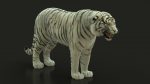 White Bengal Tiger Rigged (Xgen-core) 3D Model Online
