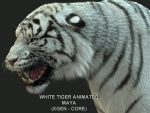 White Bengal Tiger Rigged (Xgen-core) 3D Model Online