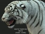White Bengal Tiger Rigged (Xgen-core) 3D Model Online