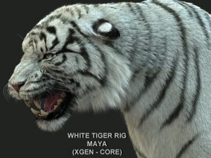 White Bengal Tiger Rigged (Xgen-core) 3D Model Online