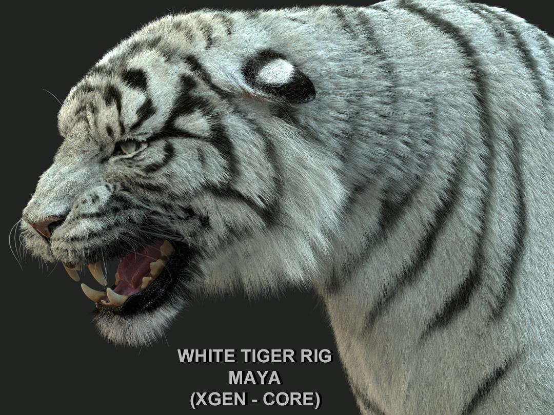 White Bengal Tiger Rigged (Xgen-core) 3D Model Online