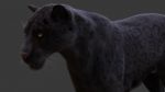 Black Jaguar RIG (Xgen-core) Online| Jaguar 3D Model Online