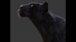 Black Jaguar RIG (Xgen-core) Online| Jaguar 3D Model Online