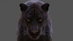 Black Jaguar RIG (Xgen-core) Online| Jaguar 3D Model Online
