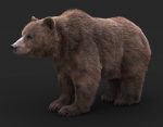 Bear 3D Model Online | 3D Model Online