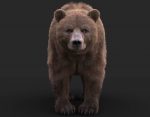 Bear 3D Model Online | 3D Model Online