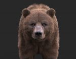Bear 3D Model Online | 3D Model Online