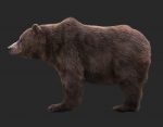 Bear 3D Model Online | 3D Model Online