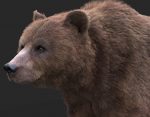 Bear 3D Model Online | 3D Model Online