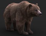 Bear 3D Model Online | 3D Model Online