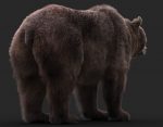 Bear 3D Model Online | 3D Model Online