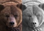 Brown Bear 3D Model Online | 3D Model Online