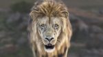 Lion (RIG) (XGEN-CORE) Online | 3D Models Online | Massimo Righi