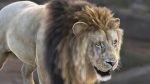 Lion (RIG) (XGEN-CORE) Online | 3D Models Online | Massimo Righi