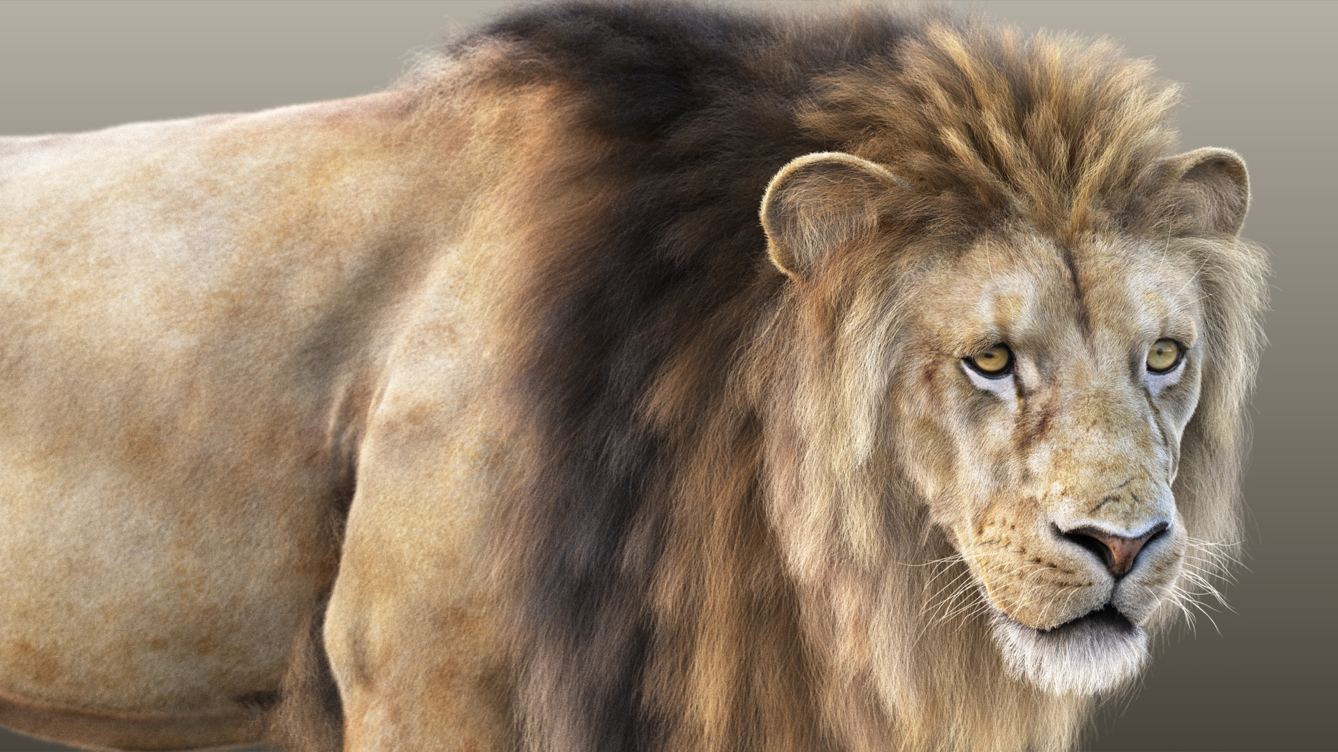 Lion (RIG) (XGEN-CORE) Online 3D Models Online Massimo Righi