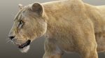 Buy 3D Models Online | Lions XGEN Online | Massimo Righi