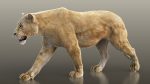 Buy 3D Models Online | Lions XGEN Online | Massimo Righi