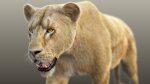 Buy 3D Models Online | Lions XGEN Online | Massimo Righi