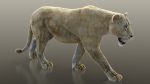 Buy 3D Models Online | Lions XGEN Online | Massimo Righi