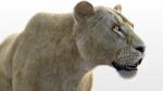 Buy 3D Models Online | Lions XGEN Online | Massimo Righi
