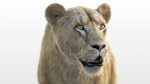 Buy 3D Models Online | Lions XGEN Online | Massimo Righi