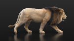 Buy 3D Models Online | Lions XGEN Online | Massimo Righi
