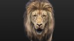 Buy 3D Models Online | Lions XGEN Online | Massimo Righi